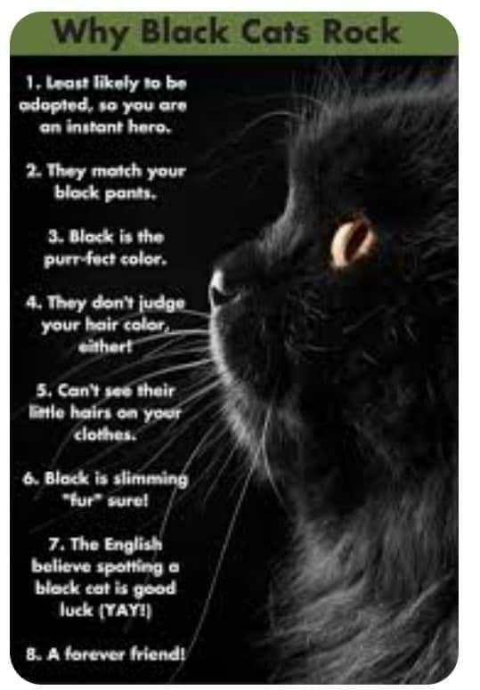 2 Black Cats Spiritual Meaning