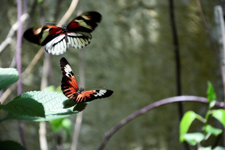 2 Butterflies Flying Together Spiritual Meaning