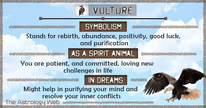 Biblical Meaning of Seeing a Vulture Symbolism