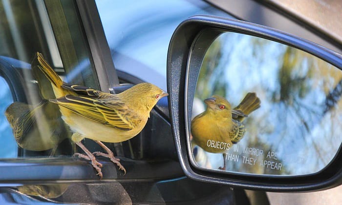 Bird Poop on Car Spiritual Meaning
