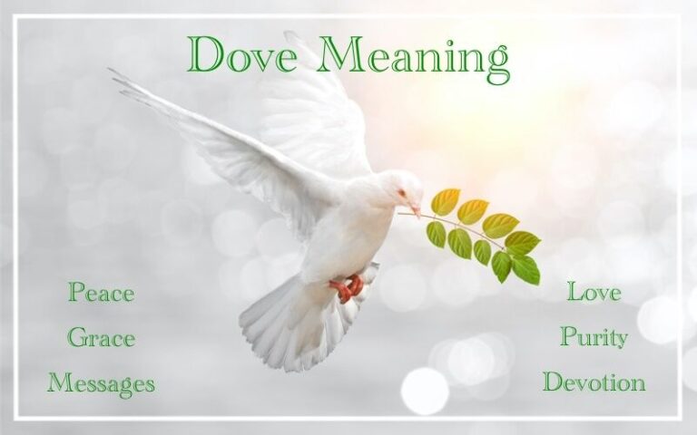 Dove Spiritual Meaning Symbolism