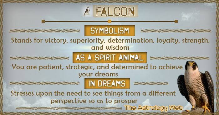Falcon Spiritual Meaning Symbolism