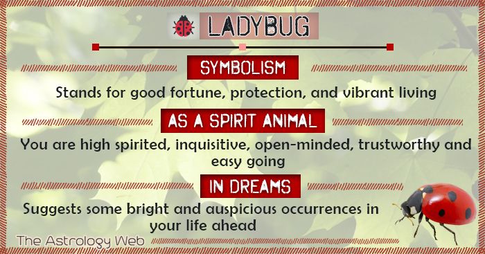 Ladybug Spiritual Meaning Symbolism