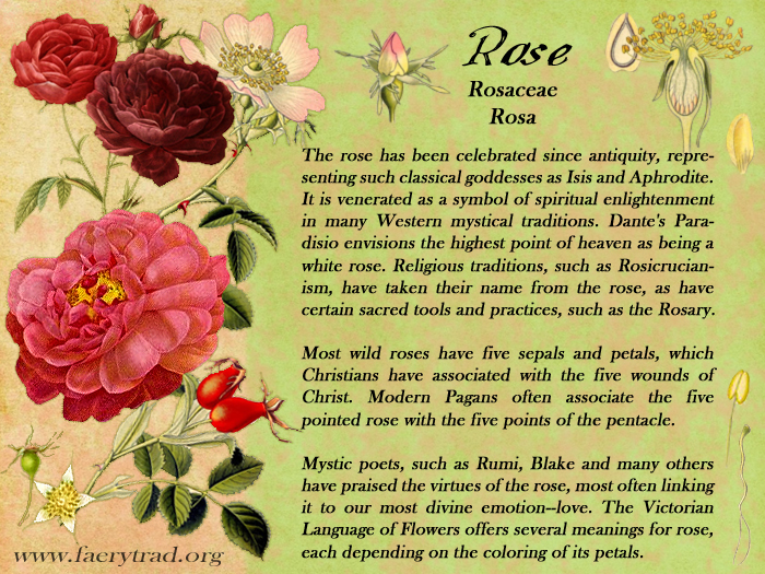 Red Rose Meaning Symbolism Spiritual Significance