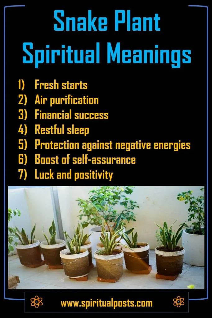 Snake Plant Spiritual Meaning Benefits