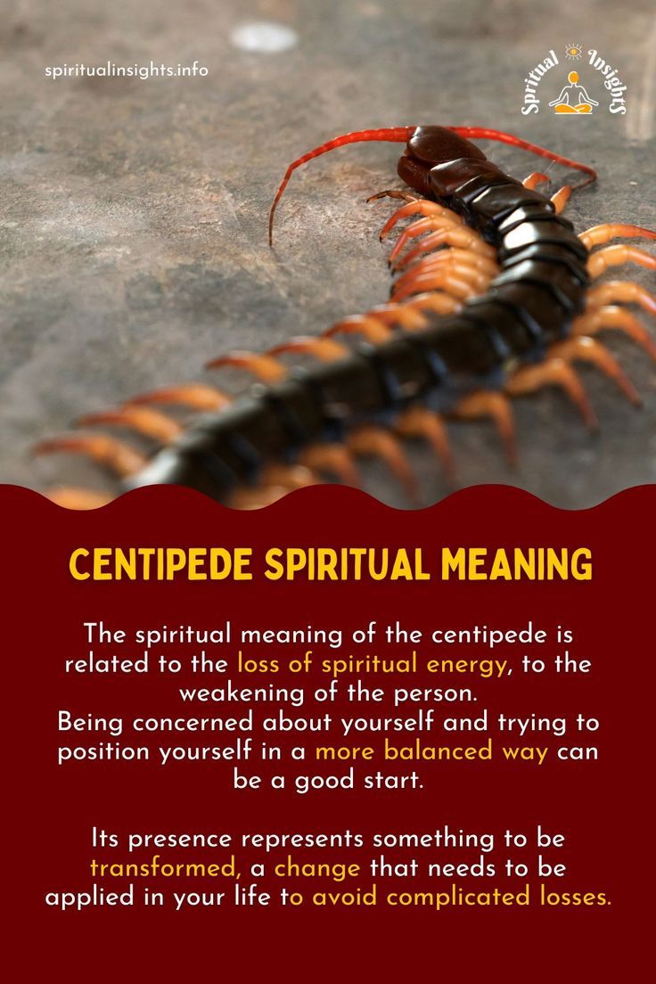 Spiritual Meaning of a Centipede