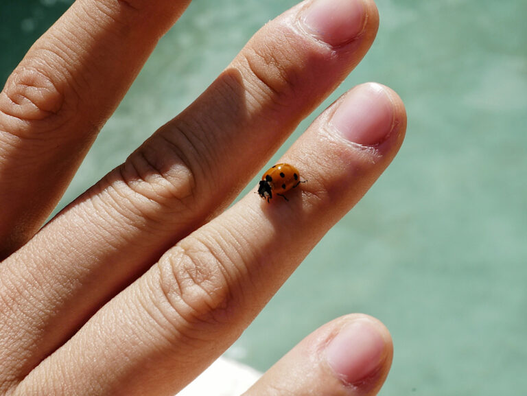 Spiritual Meaning of Ladybug Landing on You