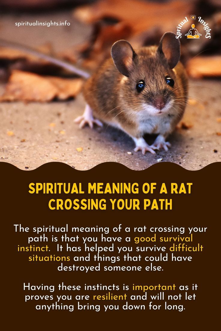 Spiritual Meaning of Rat Crossing Your Path