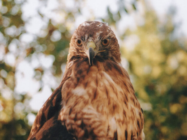Spiritual Meaning of Red Tailed Hawk