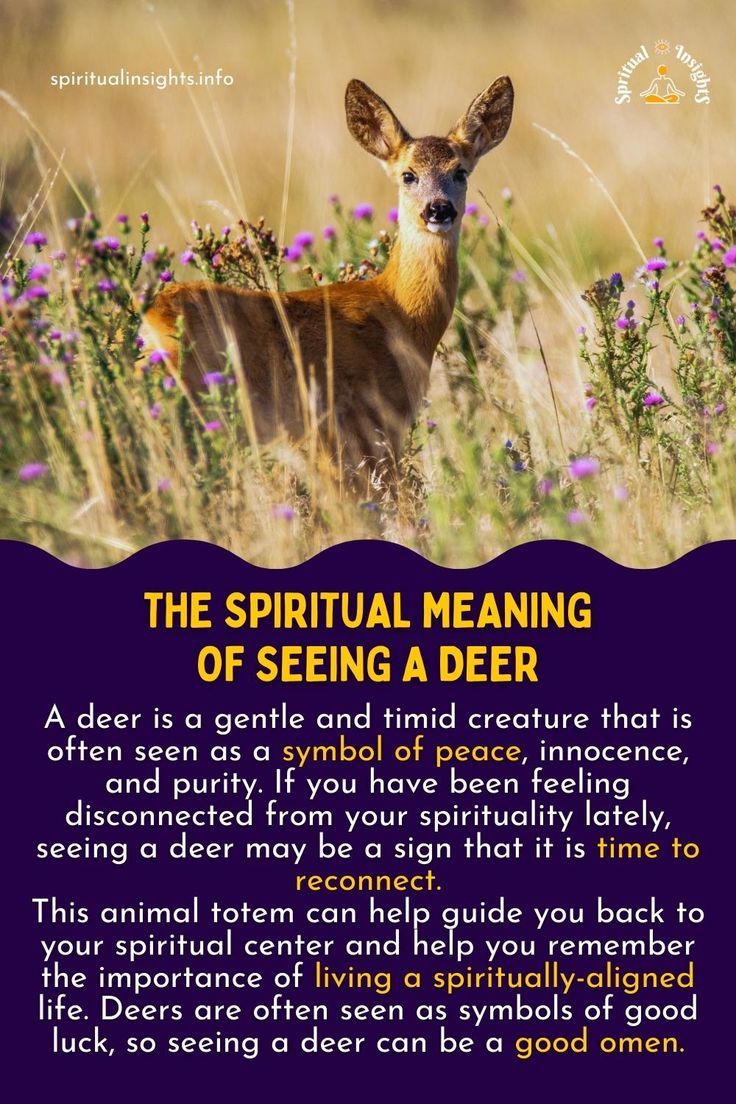 Spiritual Meaning of Seeing Deers
