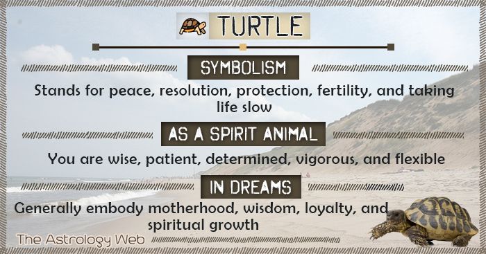 Turtle Spiritual Meaning Symbolism