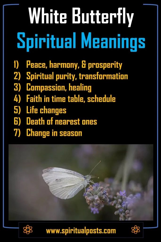 White Butterfly Spiritual Meaning Symbolism