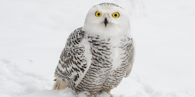 White Owl Spiritual Meaning Symbolism