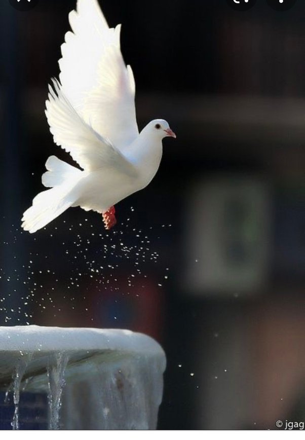 3 White Birds Spiritual Meaning
