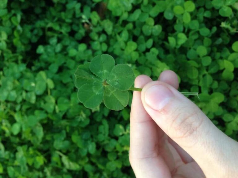 5 Leaf Clover Spiritual Meaning
