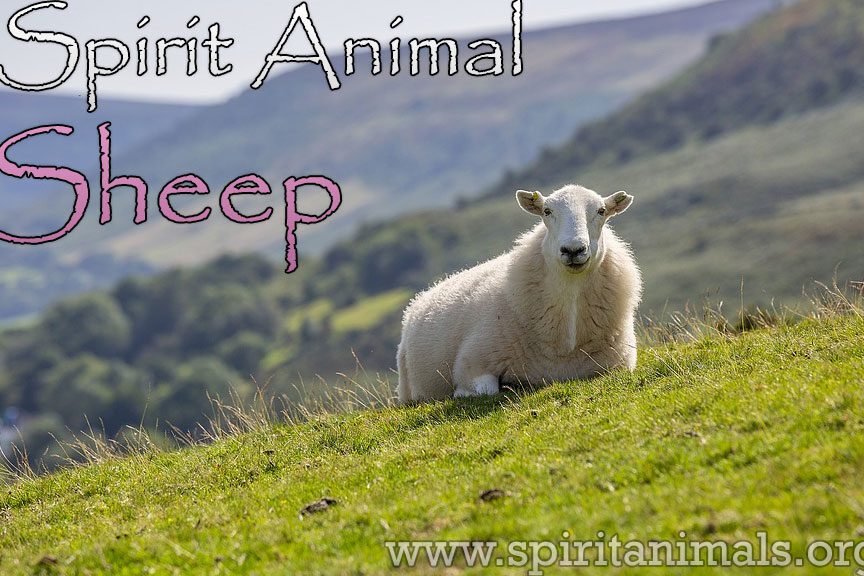 Animals Walking in Circles Spiritual Meaning