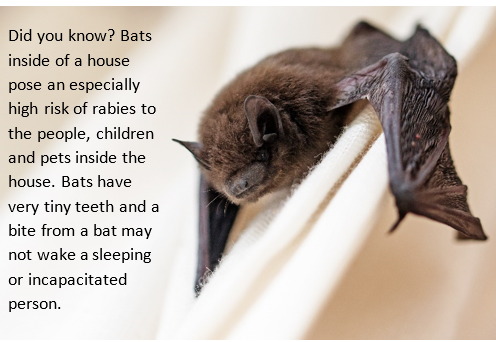 Bat in the House Spiritual Meaning