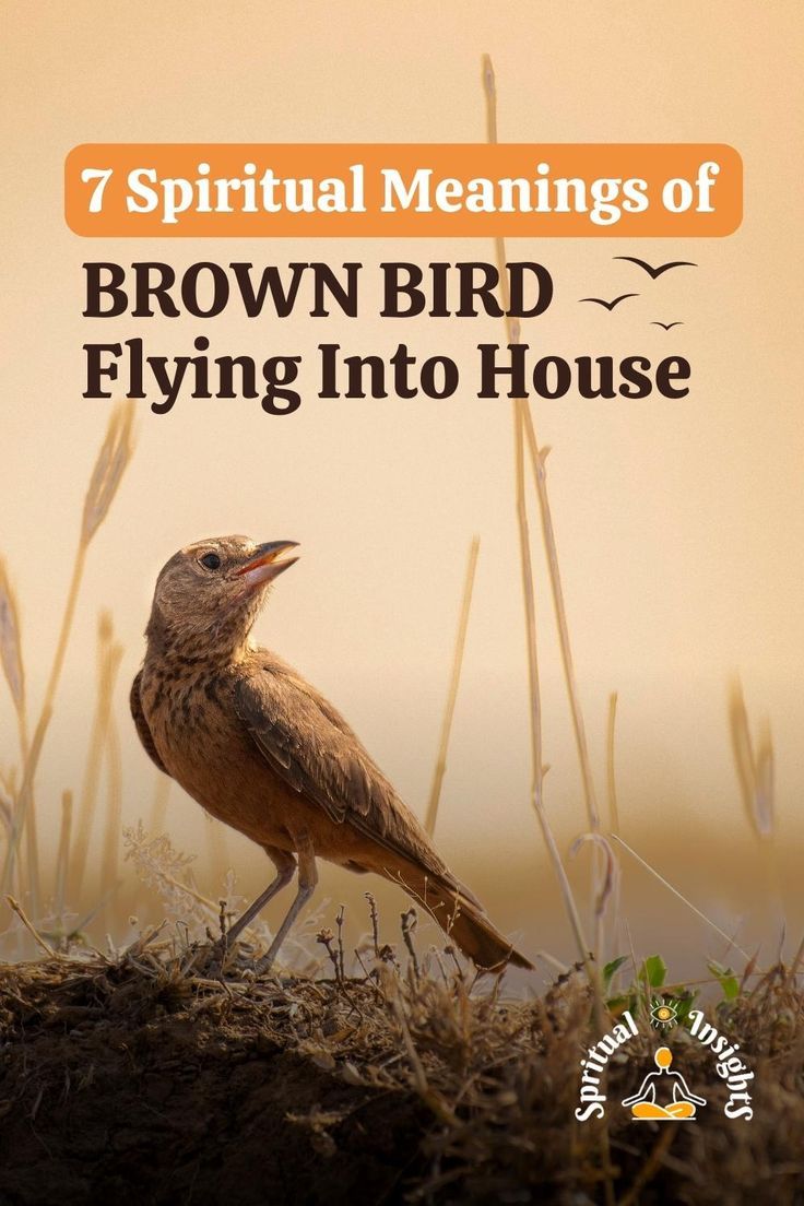 Bird Flying in House Spiritual Meaning