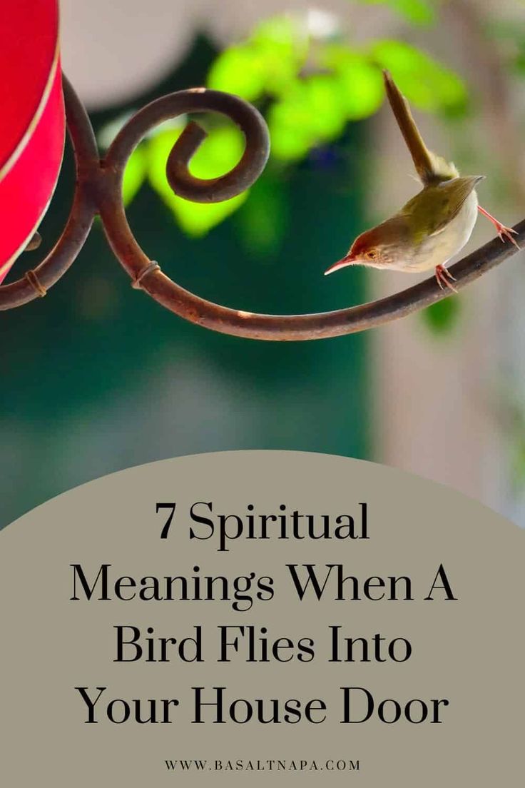 Bird Flying into House Spiritual Meaning