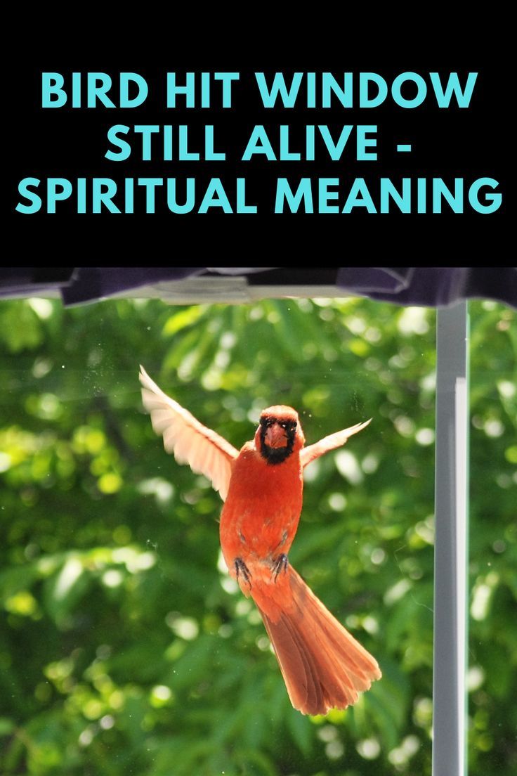 Bird Hit Window Still Alive Spiritual Meaning