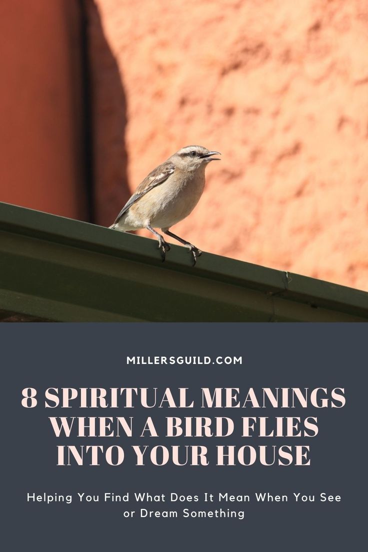 Bird in House Spiritual Meaning