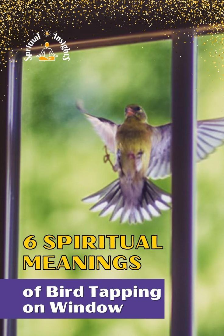 Bird Keeps Pecking at Window Spiritual Meaning