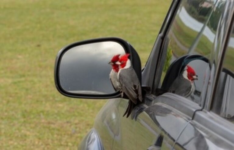 Bird Landing on Car Mirror Meaning Spiritual