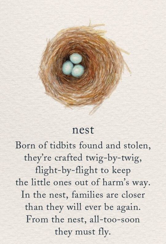 Bird Nest Outside My Window Spiritual Meaning