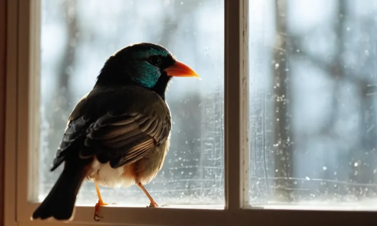 Bird Pecking at Window Spiritual Meaning