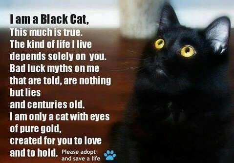 Black Cat Staring at Me Spiritual Meaning
