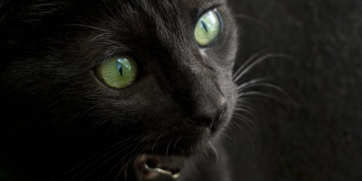 Black Cat With Green Eyes Spiritual Meaning