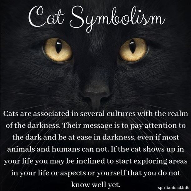 Black Cat With Yellow Eyes Spiritual Meaning
