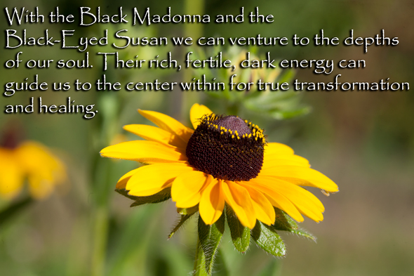 Black Eyed Susan Spiritual Meaning
