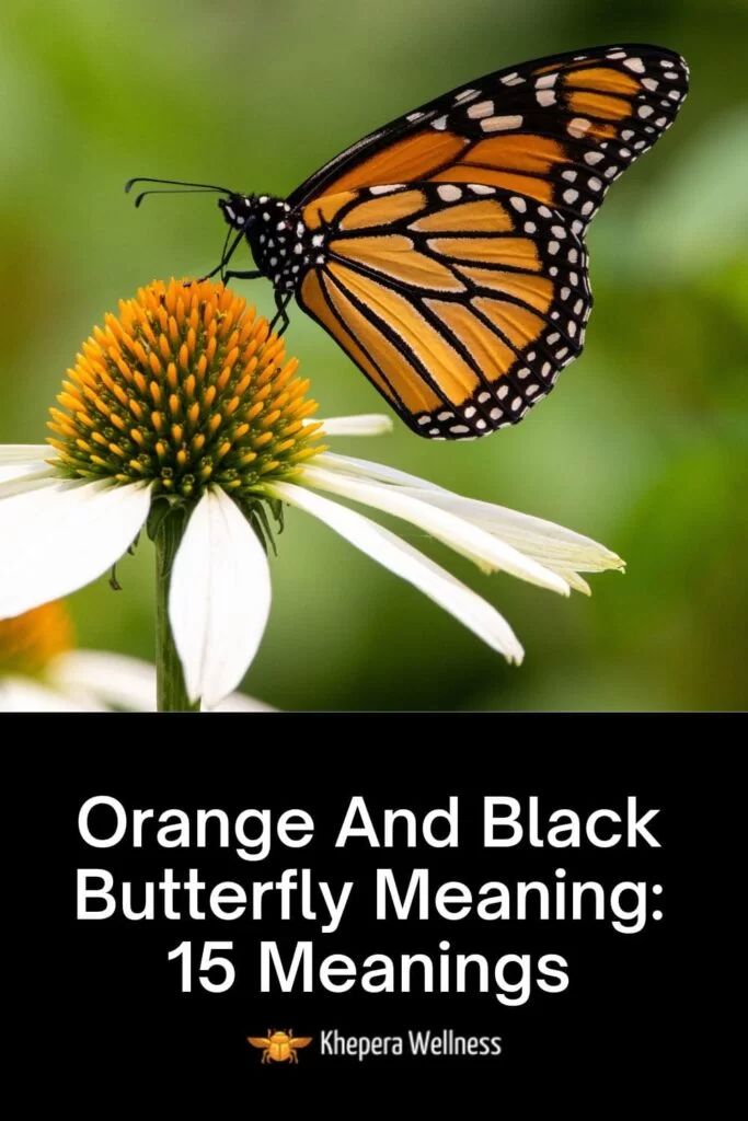 Black Orange And White Butterfly Spiritual Meaning