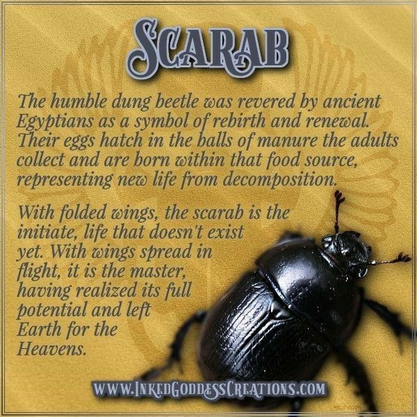 Black Scarab Beetle Spiritual Meaning
