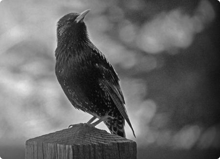 Black Starling Bird Spiritual Meaning
