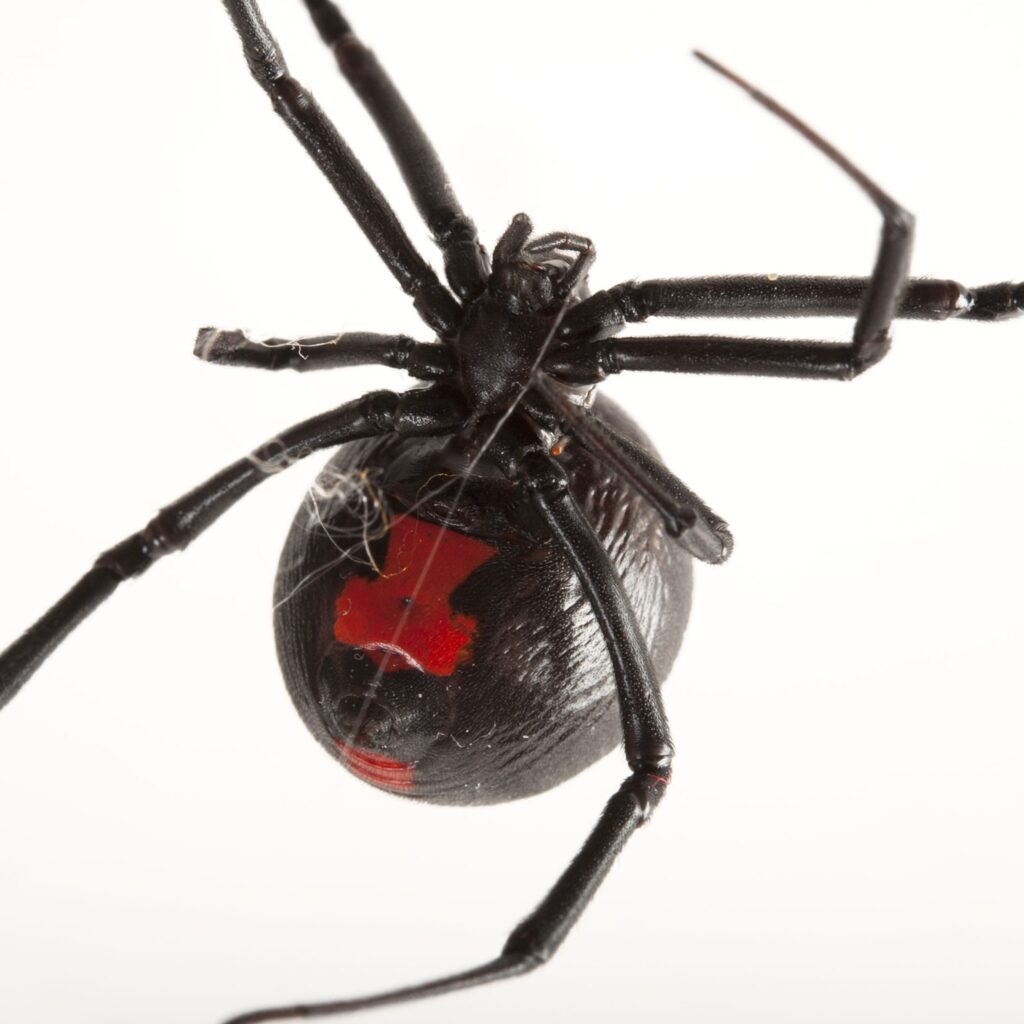 Black Widow Spider Spiritual Meaning
