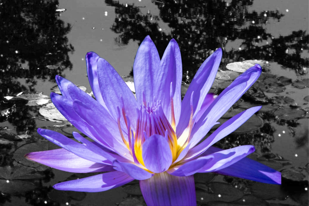 Blue Lotus Flower Spiritual Meaning