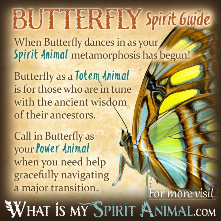 Butterfly in House Spiritual Meaning