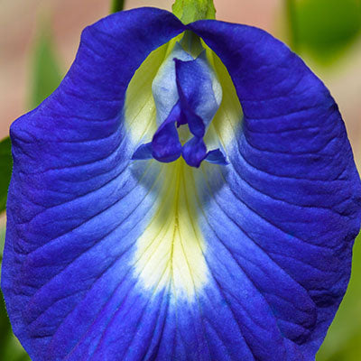 Butterfly Pea Flower Spiritual Meaning