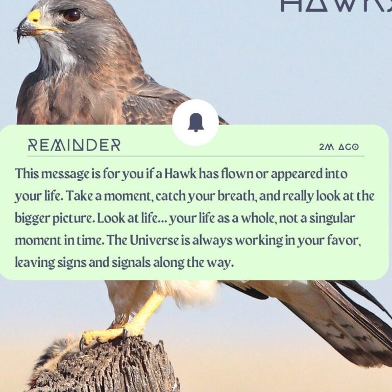 Cooper’S Hawk Spiritual Meaning