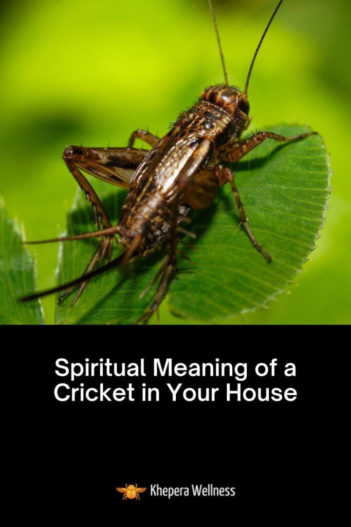 Crickets in House Spiritual Meaning