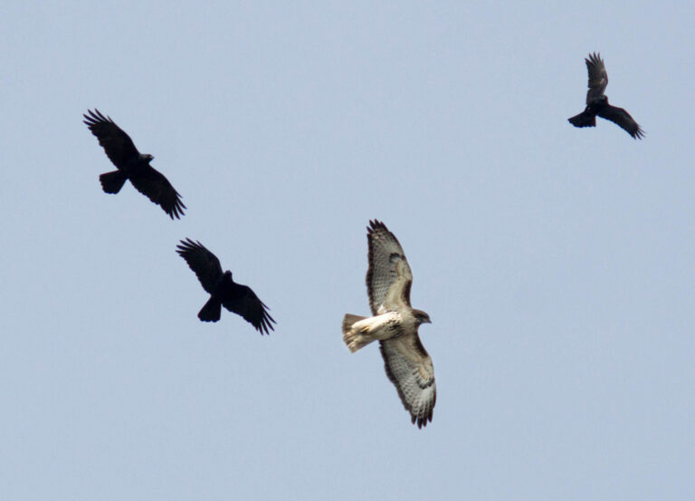 Crows Chasing Hawk Spiritual Meaning