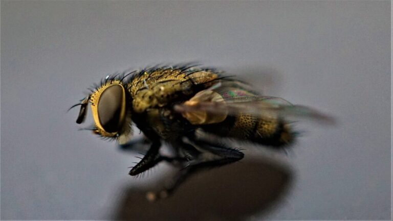 Dead Flies in House Spiritual Meaning  : Unveiling Mysteries