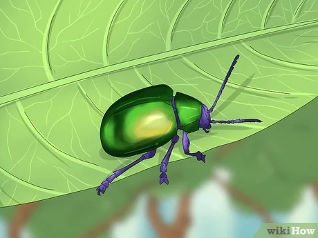 Dead Green Beetle Spiritual Meaning