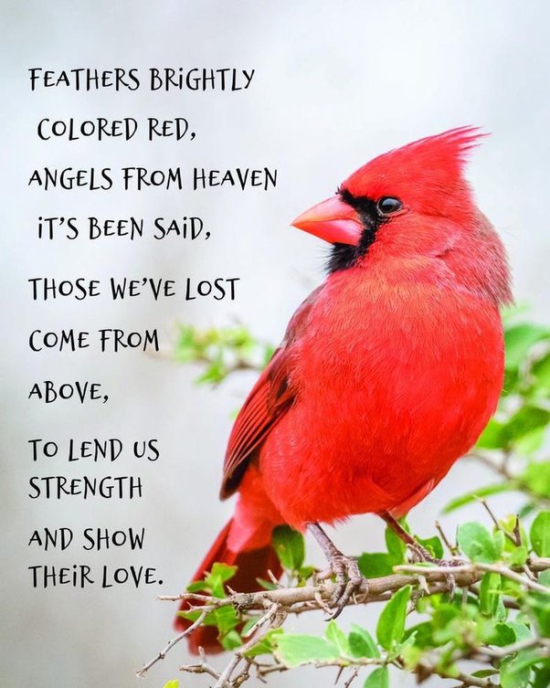 Dead Red Cardinal Spiritual Meaning