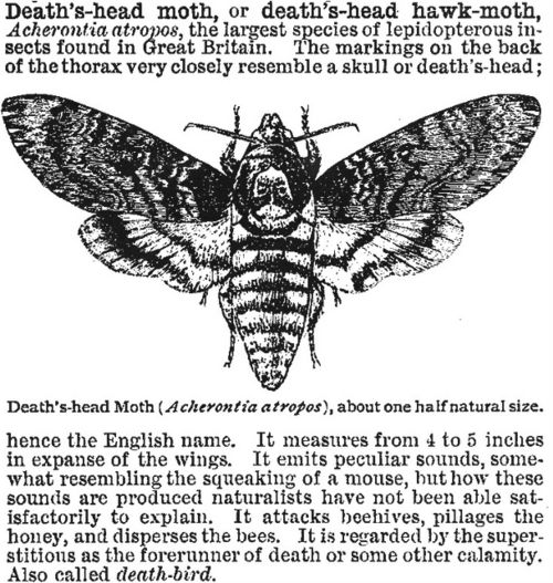Death Head Hawk Moth Spiritual Meaning  : Unveiling the Mystical Symbolism