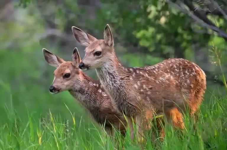 Deer Spiritual Meaning Twin Flame  : Unveiling the Sacred Connection