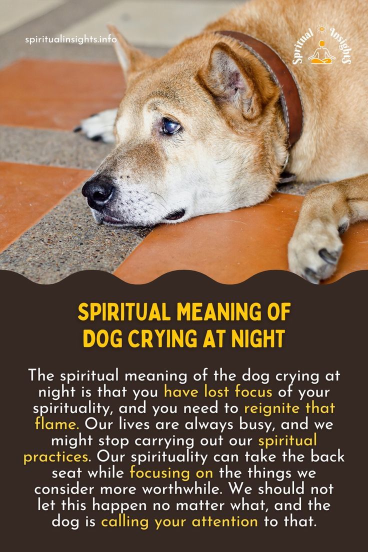 Dog Crying at Night Spiritual Meaning  : Understanding the Soulful Connection