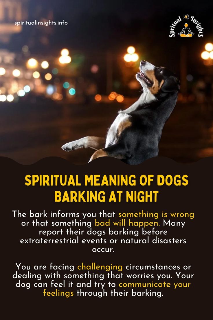 Dogs Barking at Night Spiritual Meaning  : Unveiling the Mystical Connection